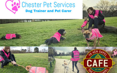 Helping a dog trainer launch a new service from the cafe